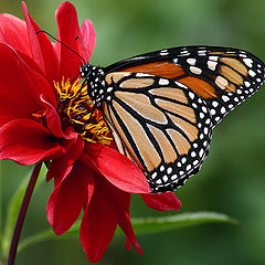 photo "Monarch on Dahlia"
