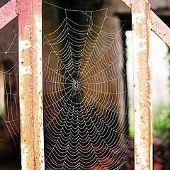 photo "Web and the underworld"