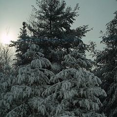 фото "Winter morning"