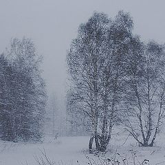 photo "Snowfall"