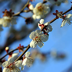 photo "Plum Blossoms"