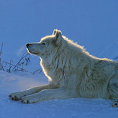 photo "White Wolf Basking in the Sun on a Cold Winter Day"