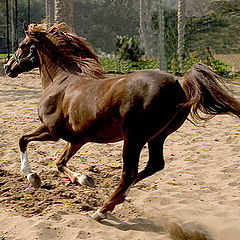 photo "Arabian Horses #5"