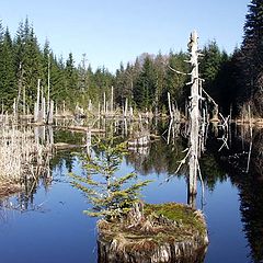 фото "Valhalla Trees"