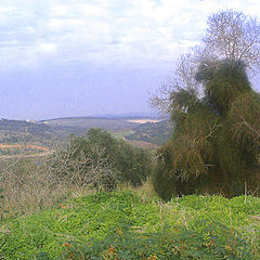 photo "Tree in a Fur Coat."