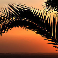 photo "the palm-tree silhouette in aglow sky"