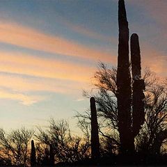 photo "Cactus in Evening"