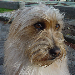 photo "Stray Dog"