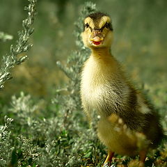 photo "About small duck Tim"