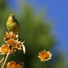 photo "Alone."