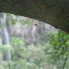 фото "A red point in the forest"