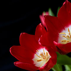 photo "Red Tulips"