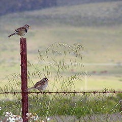 photo "On the fence"