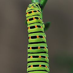 photo "Caterpillar"