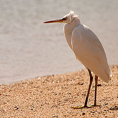 photo "Waiting"