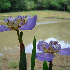 фото "Flowers"