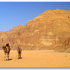 photo "The two camels"