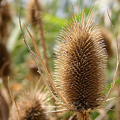 photo "Prickly empire"