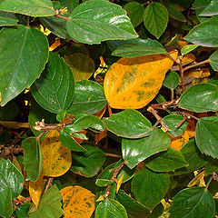 photo "Cocktail From Autumn and Summer."