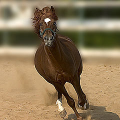 фото "Gallop"