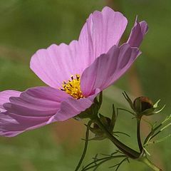 photo "Purple Delight"