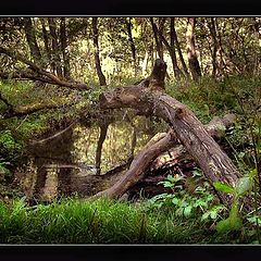 photo "Wood lake"