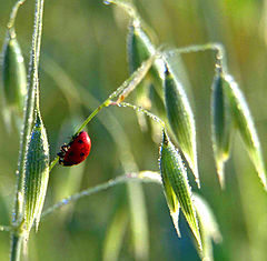 photo "The overturned life"