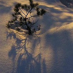 фото "shadows on the snow"