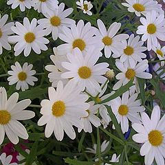 фото "I love Summer"