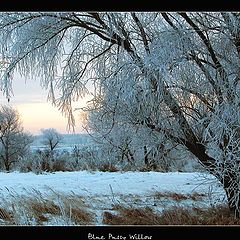 photo "Blue Pussy Willow"