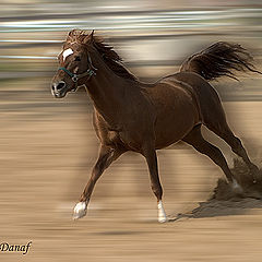 фото "Galloping # 2"