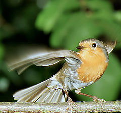 photo "Night dancer"