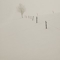 фото "tree and fence"