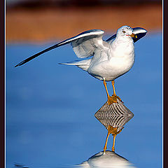 photo "Ready for lift-off"