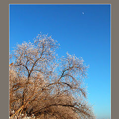 photo "Small moon"