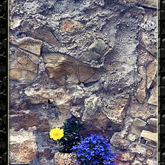 photo "And on stones flowers grow..."