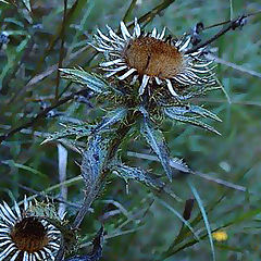 photo "BLUE FLOWER"