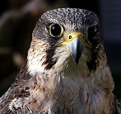 photo "hawk-eyed"