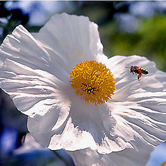 photo "The bee and the poppy"
