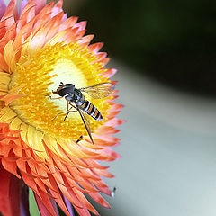 photo "breakfast"