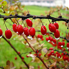 photo "after rain"