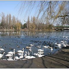 photo "Ugly Ducklings"