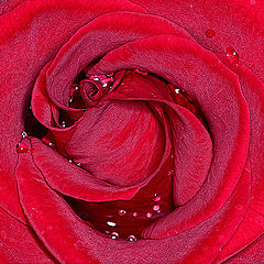 фото "Красная роза с синим отливом"