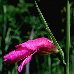 photo "spring notice"