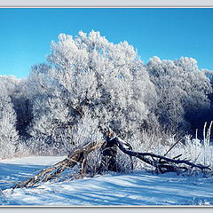 photo "Frost"