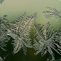 photo "Winter Flora"