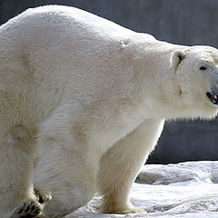 photo "Polar bear"