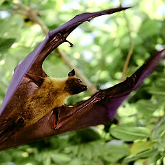 photo "Maldivian Batman :)"