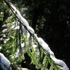 photo "Spring beam"