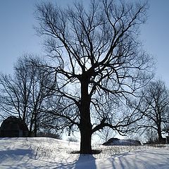 photo "Big tree- big shadow"